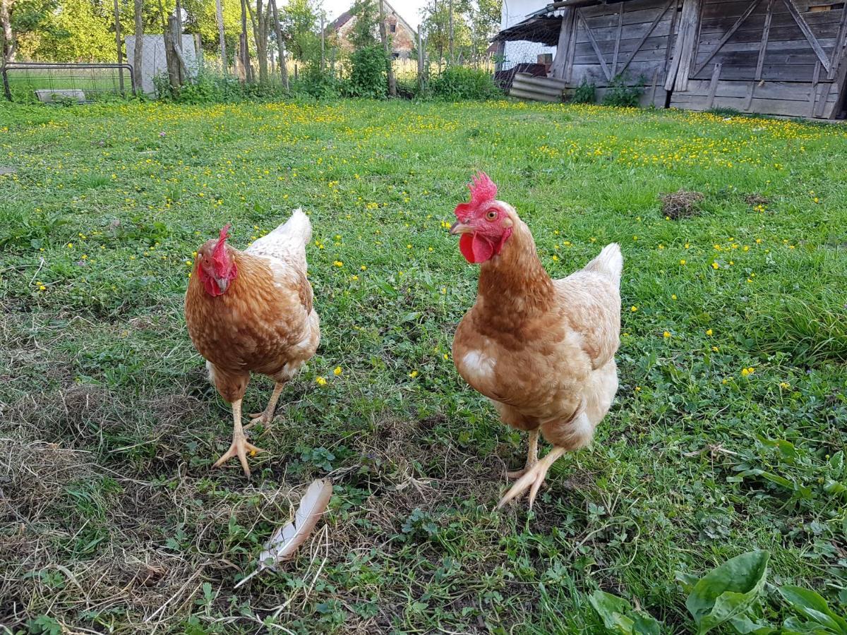 Homestay Kapl Ledinek Luaran gambar